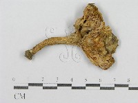 登錄號:F0013081藏品圖，第1張