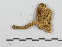 登錄號:F0013081藏品圖，第3張