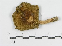 登錄號:F0013082藏品圖，第1張
