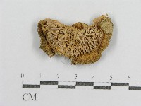 紅菇屬藏品圖，第3張