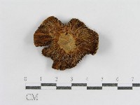 登錄號:F0013084藏品圖，第1張