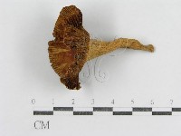 登錄號:F0013084藏品圖，第3張
