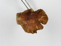 登錄號:F0013084藏品圖，第5張