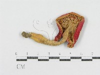 登錄號:F0013086藏品圖，第1張