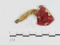 登錄號:F0013086藏品圖，第3張