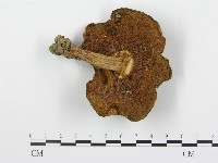 登錄號:F0013087藏品圖，第1張