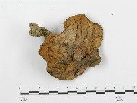 登錄號:F0013087藏品圖，第3張
