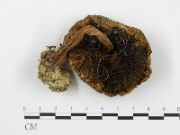 登錄號:F0013088藏品圖，第4張