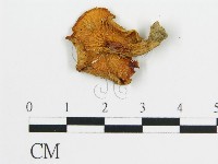 登錄號:F0013089藏品圖，第3張