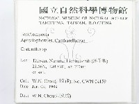 喇叭菌屬藏品圖，第2張
