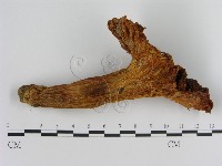 登錄號:F0013092藏品圖，第1張