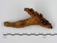 登錄號:F0013092藏品圖，第3張