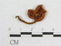 登錄號:F0013095藏品圖，第1張