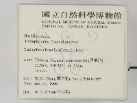 棕色革菌藏品圖，第2張