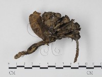 棕色革菌藏品圖，第3張