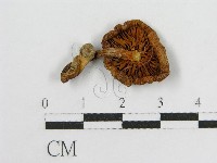 登錄號:F0013099藏品圖，第1張