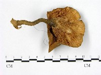 登錄號:F0013100藏品圖，第3張
