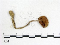 登錄號:F0013102藏品圖，第3張