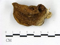 登錄號:F0013103藏品圖，第1張