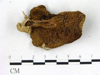 登錄號:F0013103藏品圖，第3張