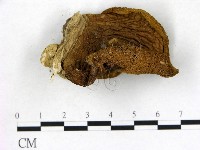 登錄號:F0013103藏品圖，第4張