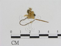 登錄號:F0013104藏品圖，第1張