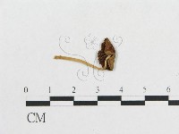 登錄號:F0013106藏品圖，第1張