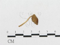 登錄號:F0013106藏品圖，第3張
