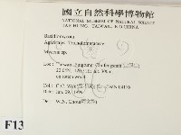小菇屬藏品圖，第2張