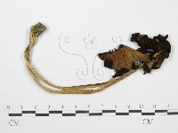 鬼傘屬藏品圖，第1張