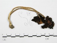 鬼傘屬藏品圖，第3張