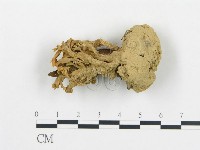 登錄號:F0013109藏品圖，第1張