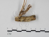 登錄號:F0013110藏品圖，第1張