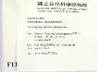 毛木耳藏品圖，第2張