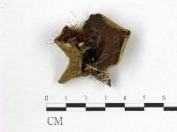 毛木耳藏品圖，第1張