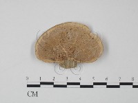 登錄號:F0013112藏品圖，第1張