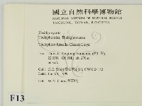 棕色革菌藏品圖，第2張