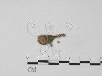 棕色革菌藏品圖，第3張