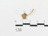 登錄號:F0013114藏品圖，第1張