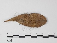 登錄號:F0013116藏品圖，第1張