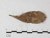 登錄號:F0013116藏品圖，第3張