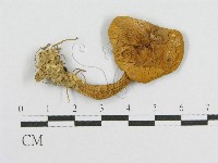 登錄號:F0013117藏品圖，第1張