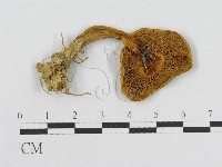 登錄號:F0013117藏品圖，第3張