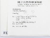 紅菇屬藏品圖，第2張