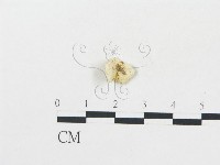 登錄號:F0013119藏品圖，第1張
