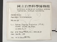 小菇屬藏品圖，第2張