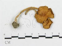 登錄號:F0013121藏品圖，第1張