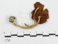 登錄號:F0013121藏品圖，第3張