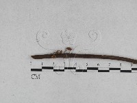 登錄號:F0013122藏品圖，第1張