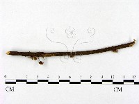 登錄號:F0013122藏品圖，第4張